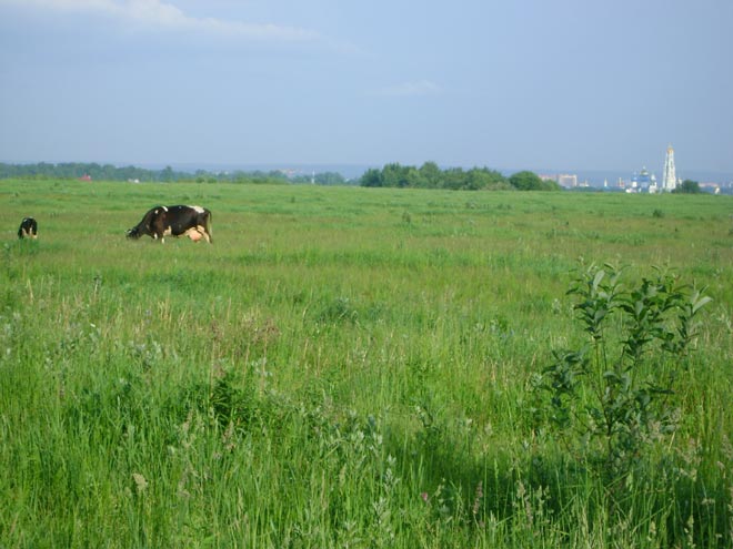 коровы